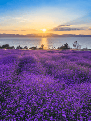 Yunnan Dried Flowers – Natural Home & Gift Decoration - GiggleGizmo